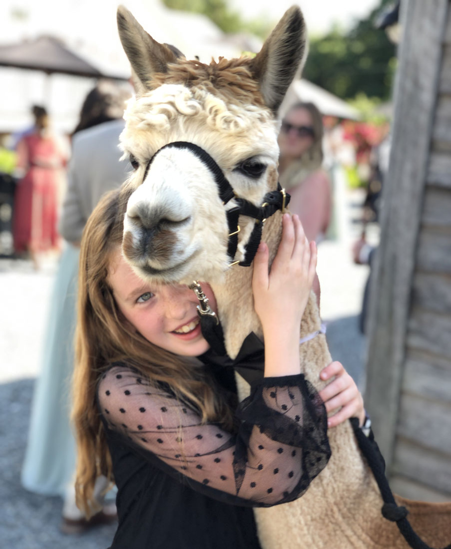 alpaca love at the Double 8 Alpaca & Llama Ranch