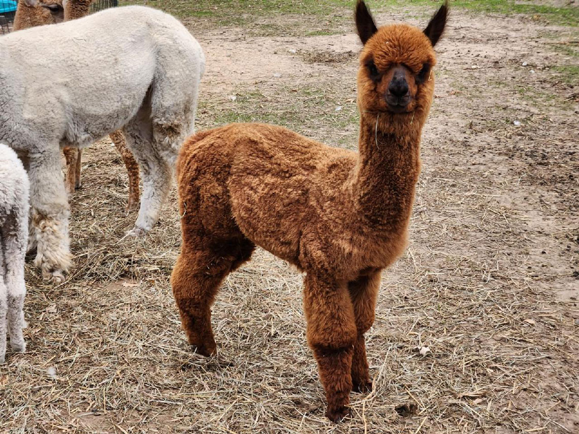 Justification, a 2023 cria