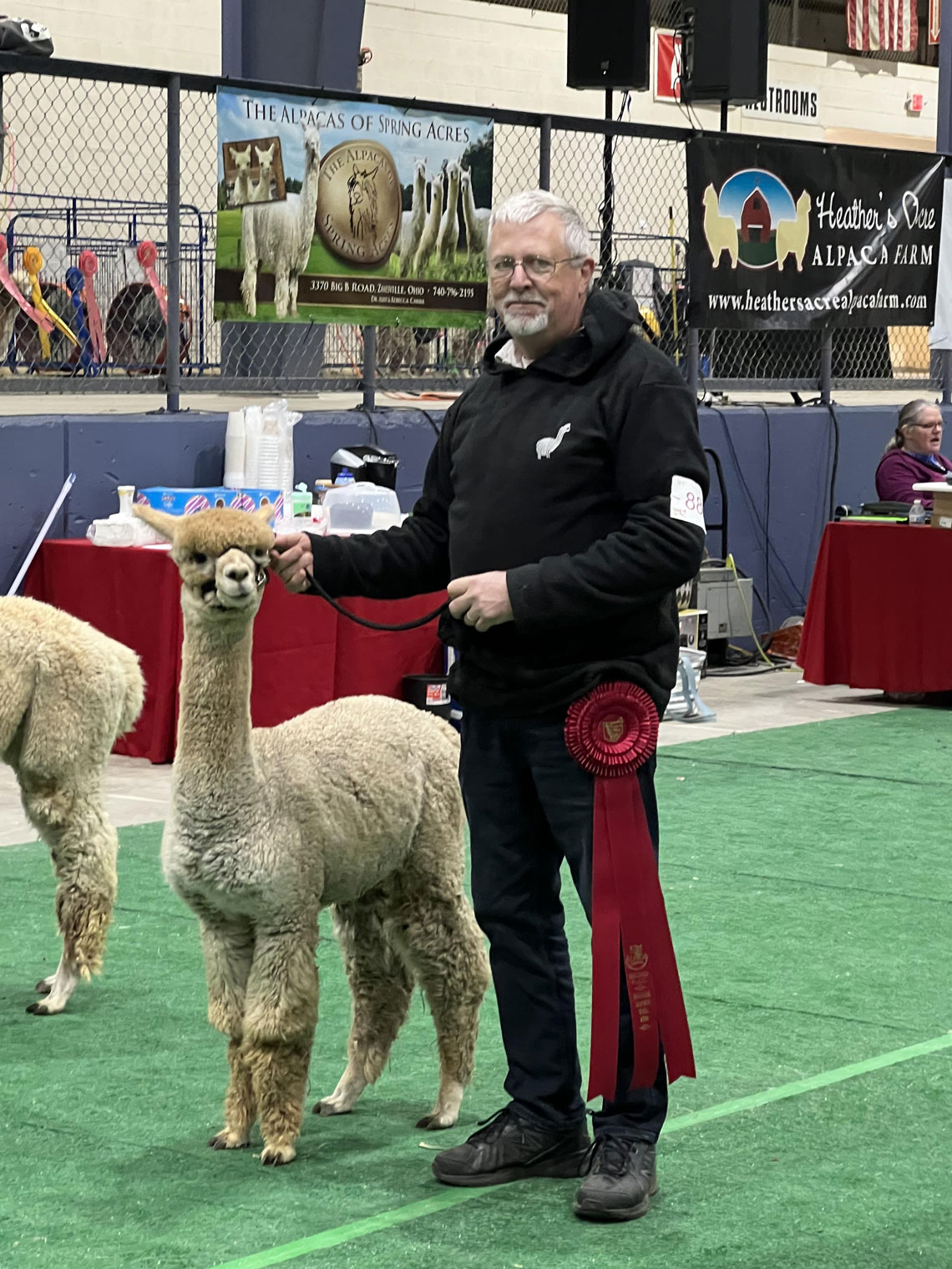Our award-winning cria, Dire Straits' Poison Ivy