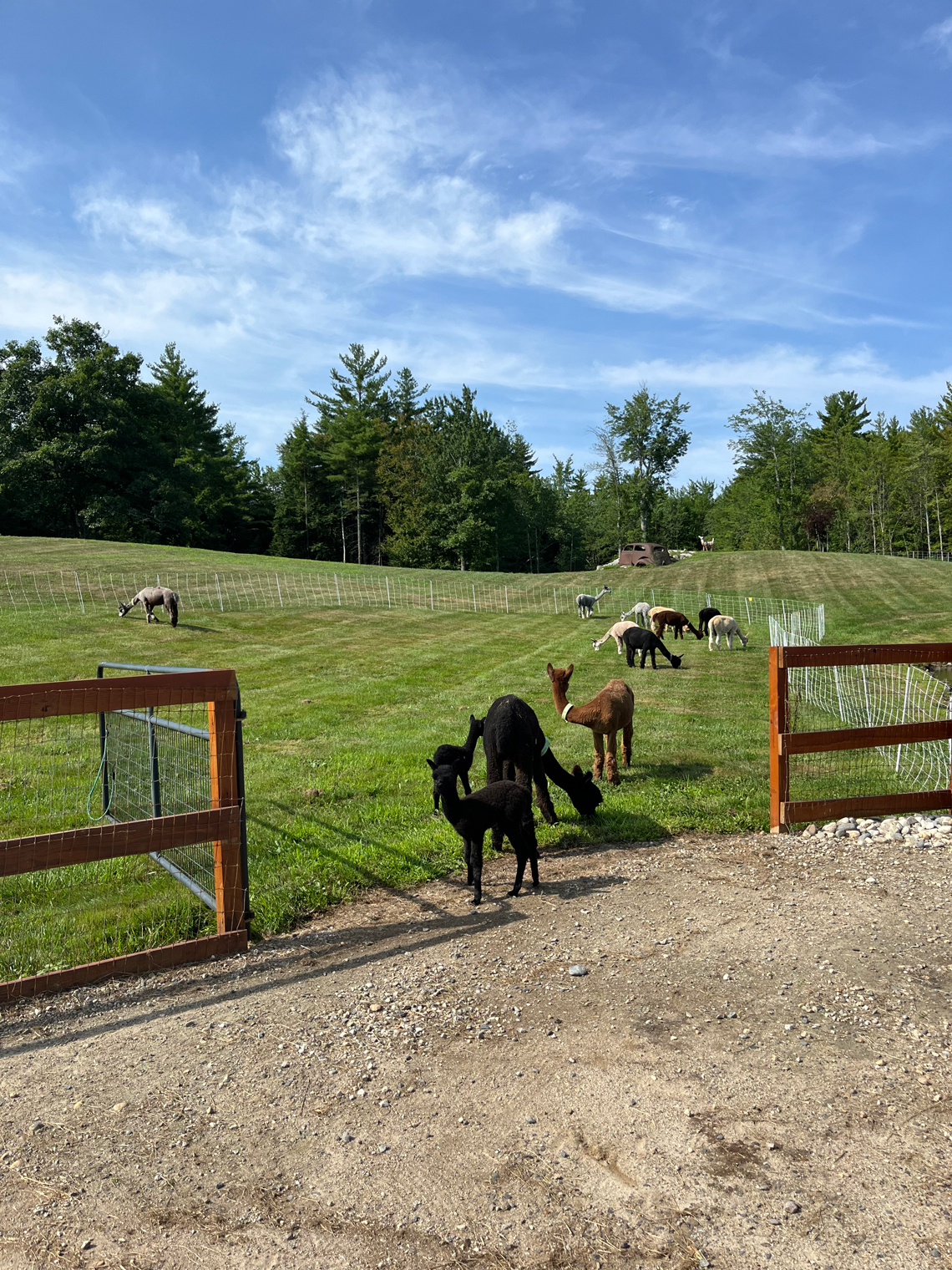 More Alpacas Grazing the Greens of the Farm