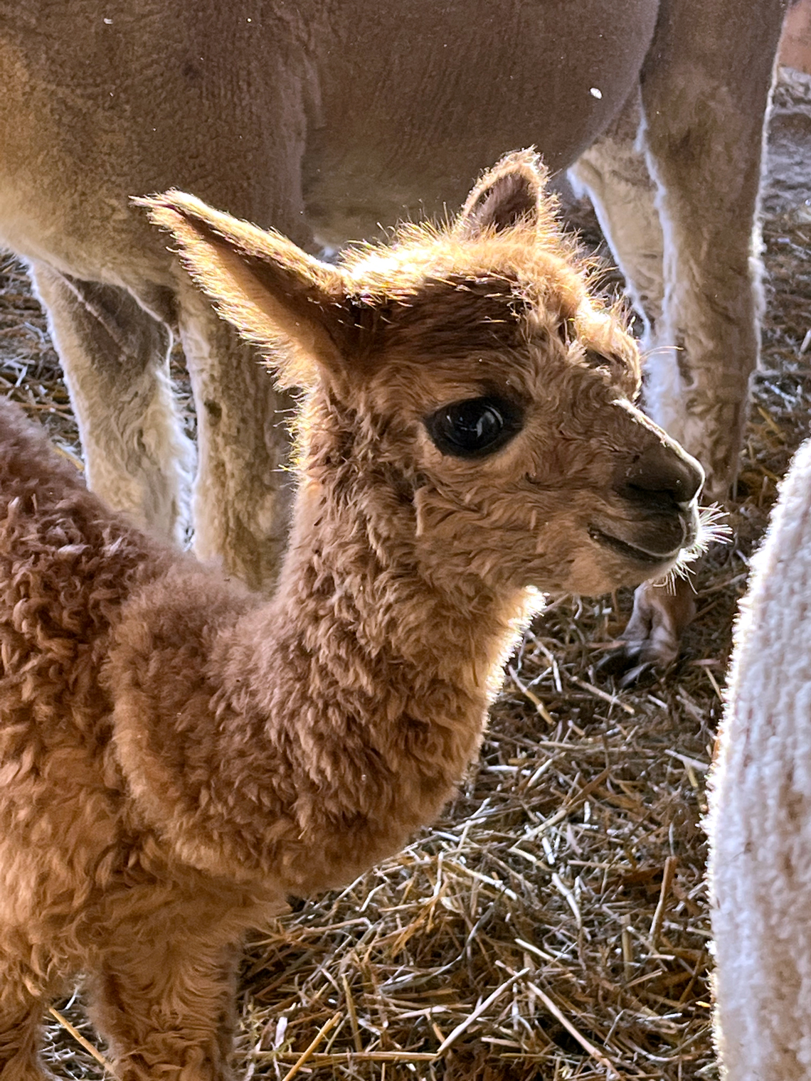 A Golden Brown Beautiful Cria