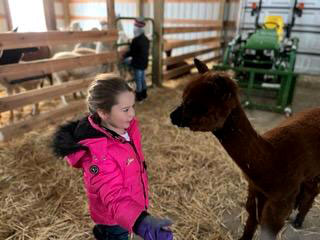 Sarabie the alpaca and guest