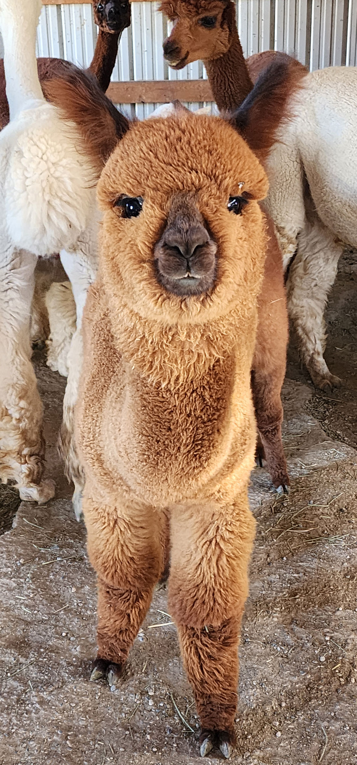 Aslan the golden brown alpaca