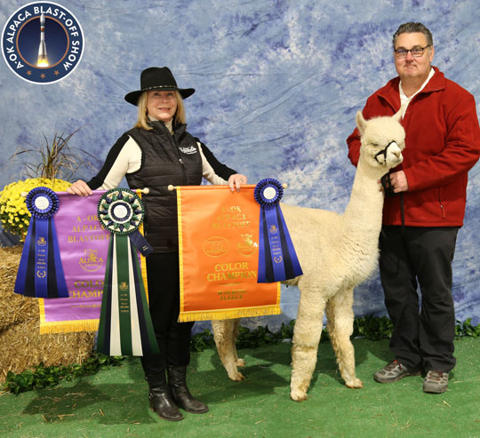 FIR AZLAN'S ELITE ANGELICA