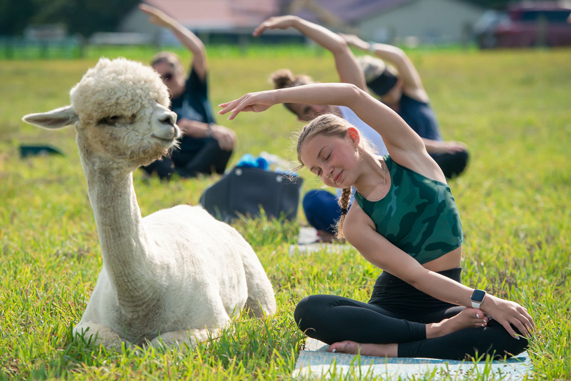 alpaca yoga events