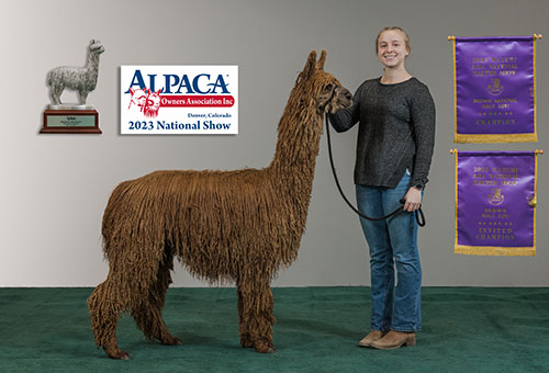 Four C's Springerbear