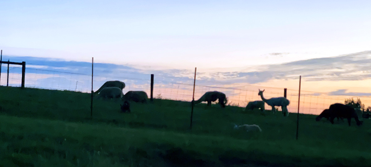 alpacas at Francis Family Farm
