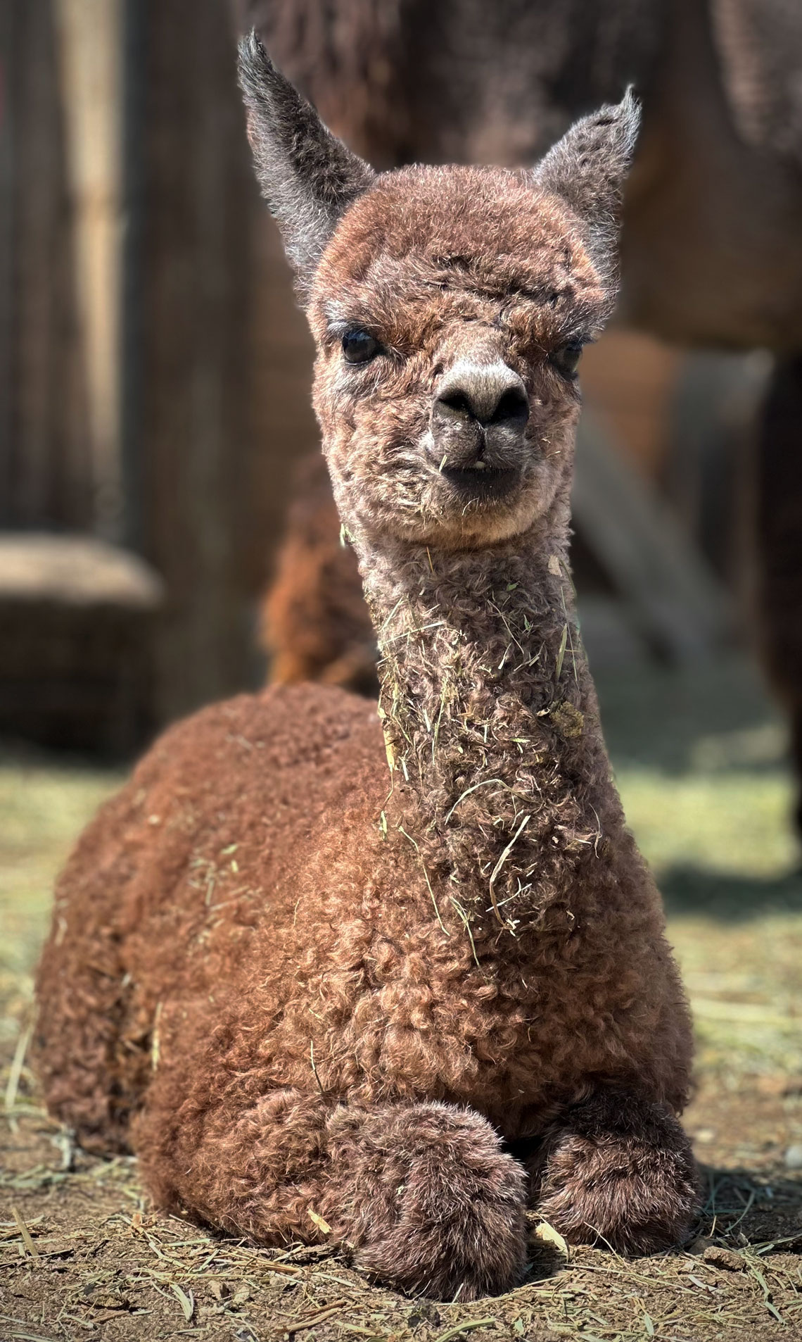 cria cushing at Fulcrum Farms