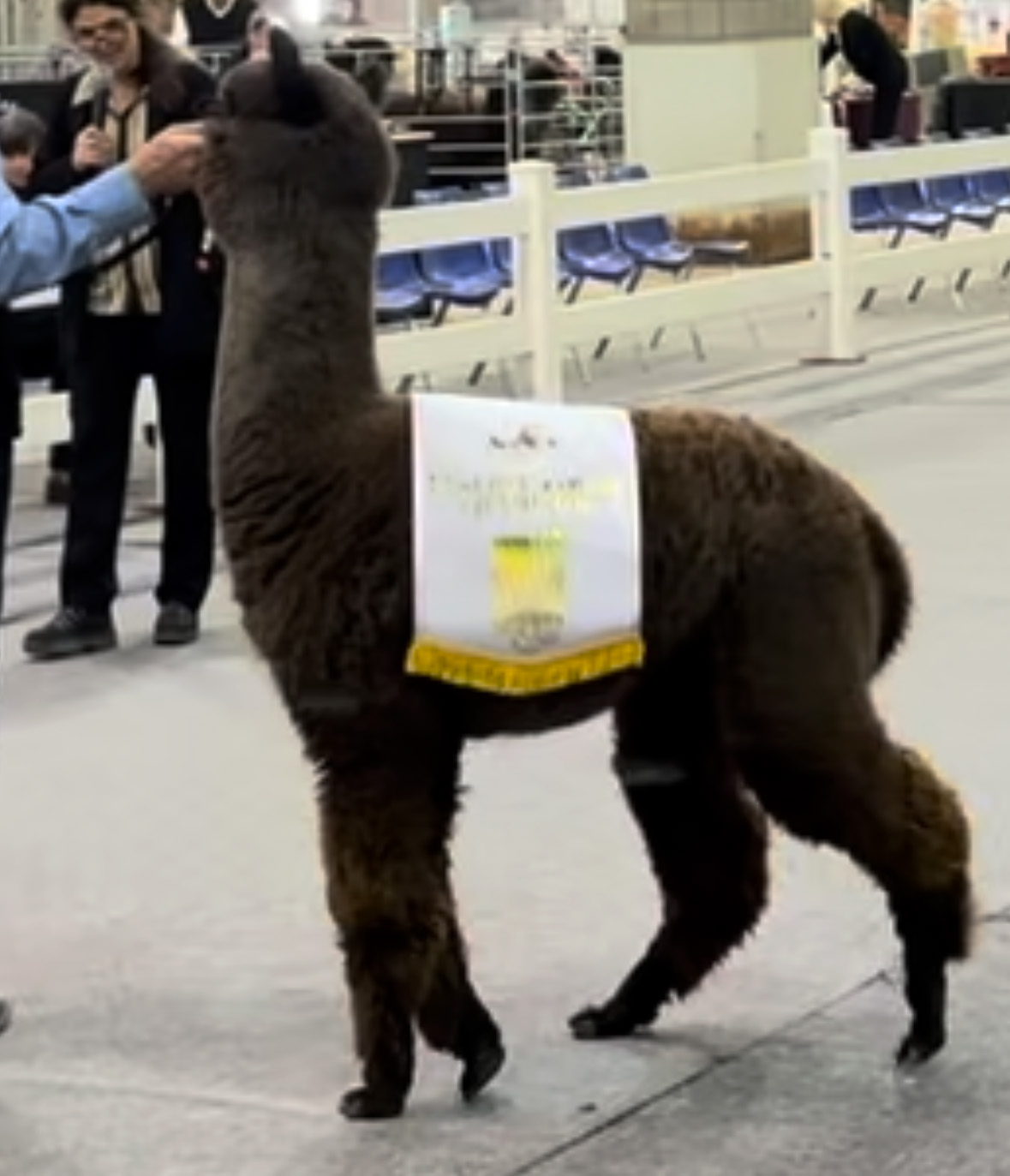 champion alpacas at Fulcrum Farms