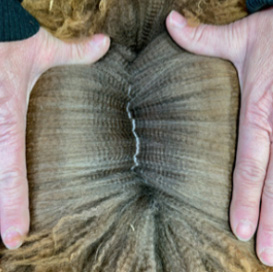 high quality alpaca fleece at Fulcrum Farms