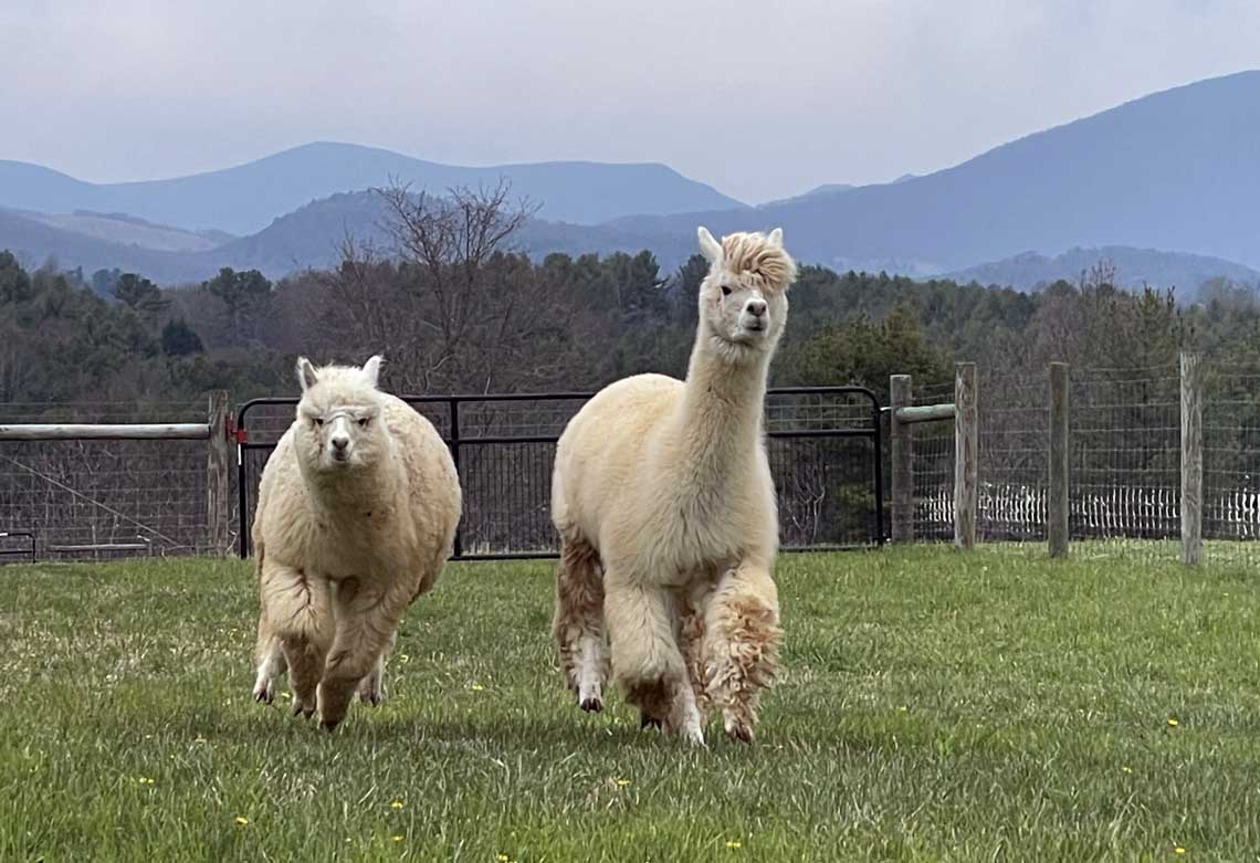 Alpacas coming in for dinner at Glendale Ridge Farms