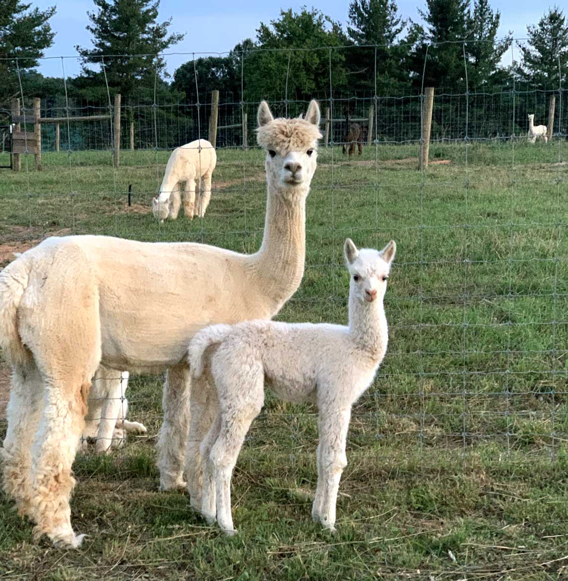 Shantel (mom) and Sharlotte (baby), our first cria born here at Glendale Ridge Farms