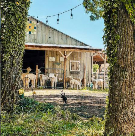 Alpacas in the distance in front of barn at good karma ranch alpacas