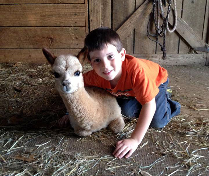 little boy kneeling down with a baby alpaca