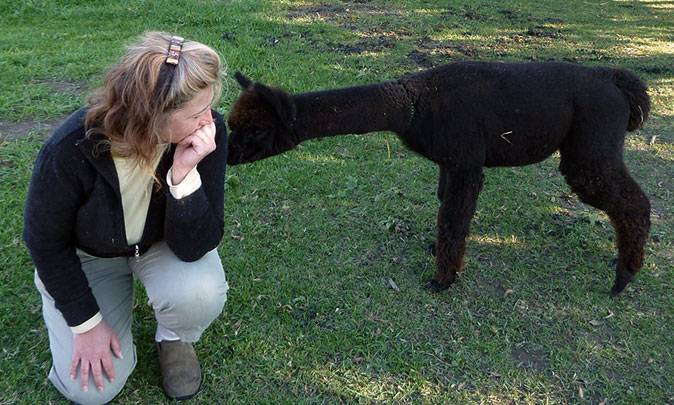 Greenbriar Farm Alpacas — MAM Consulting Associates, Inc.