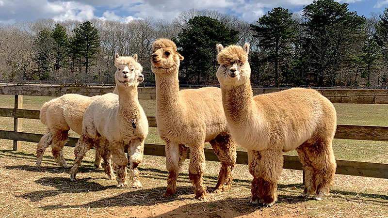 Breeder ID vs. Farm Name