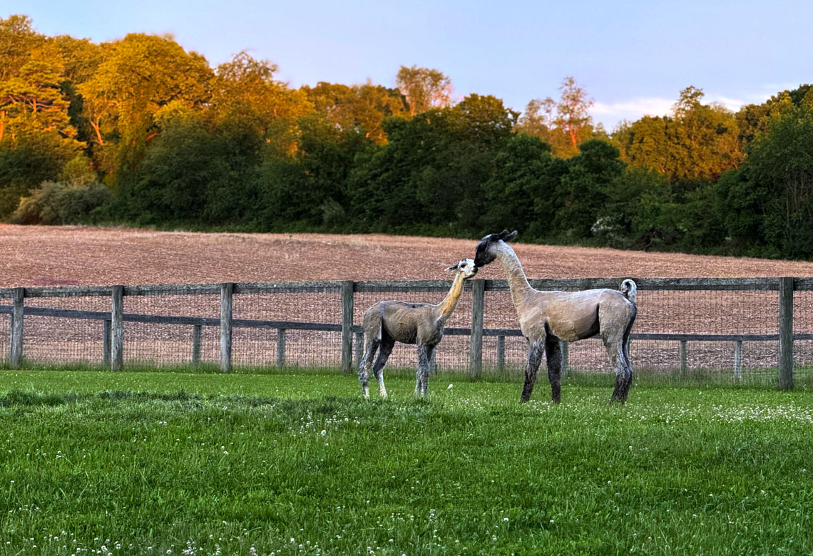 two alpacas in a pasture