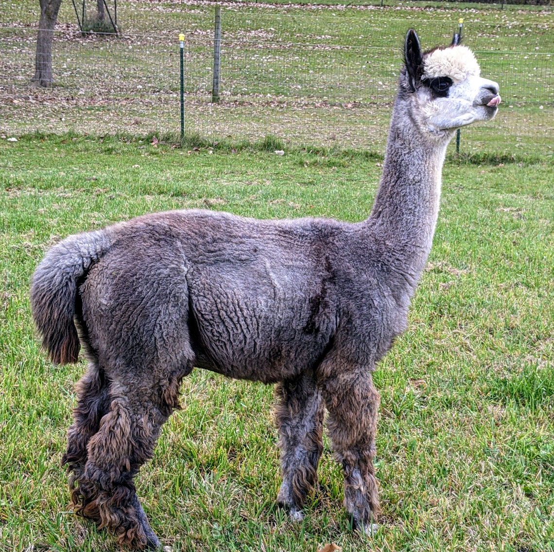 Our big boy, Sterling at Happy Hummers Alpacas
