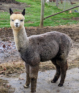 Happy Hummers Alpacas Logo