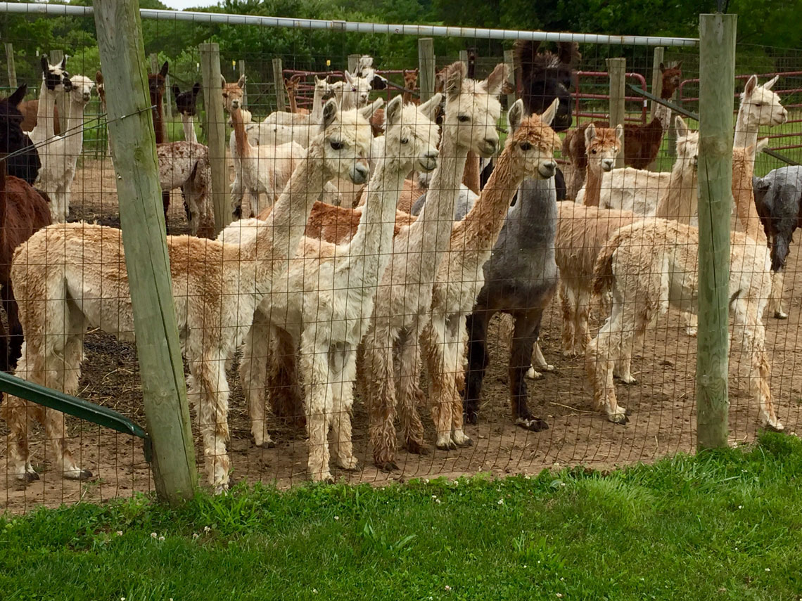 Group of Alpacas