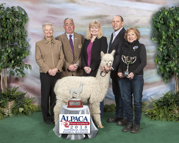 Heather's Acre Accoyo Celine