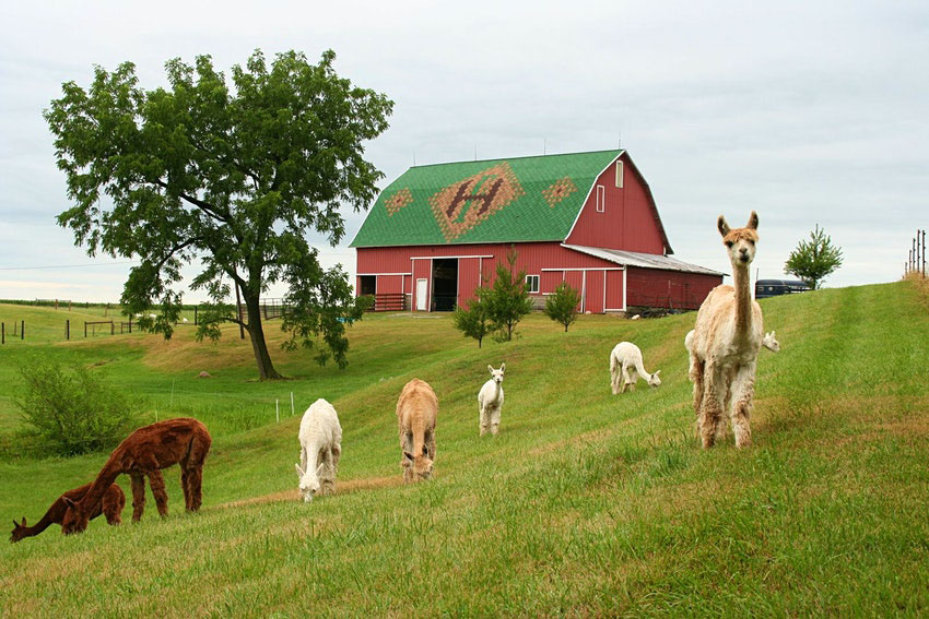 Heritage Farm Alpacas & Events, LLC