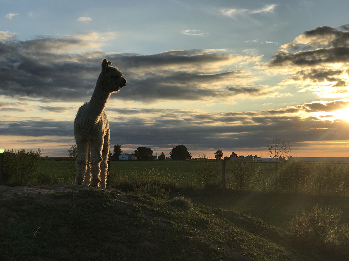 Heritage Farm Alpacas & Events, LLC