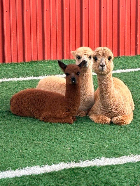 Verity, Ophelia & Penelope