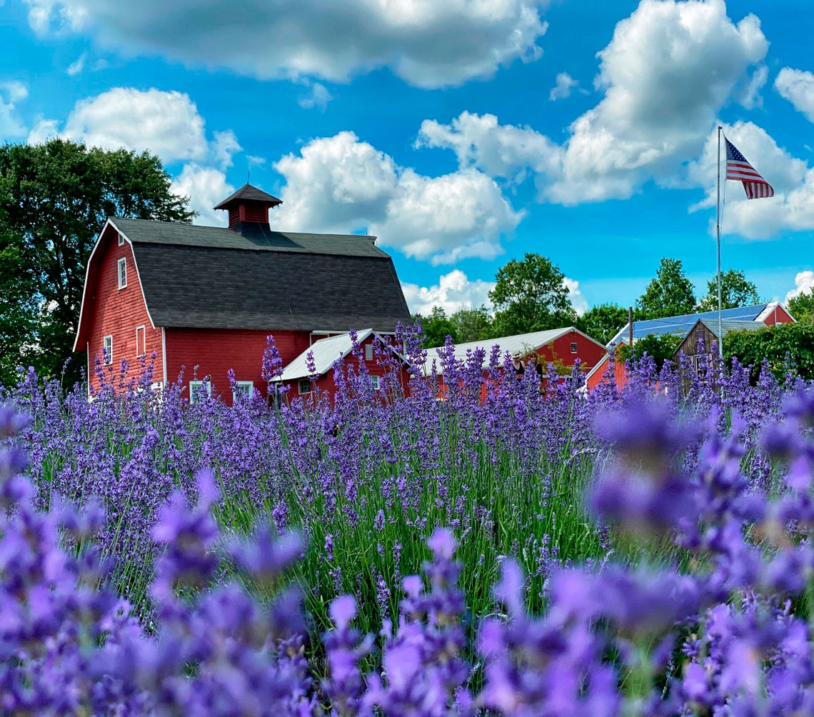 Lavender Field