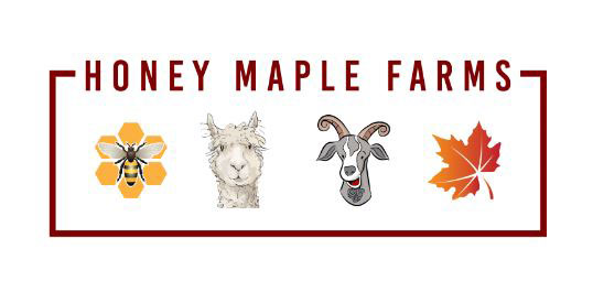 Honey Maple Farms Suri Alpacas