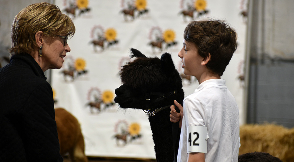 youth from Honeycreek Farm participates at an alpaca show