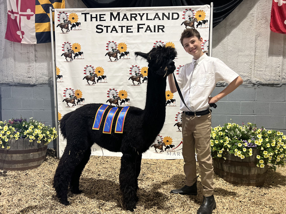 Providence Meadows Santana 20 and Gavin show off a smattering of their ribbons from the 2023 MD State Fair.