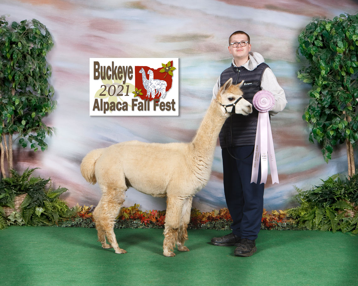 Colton and his first performance alpaca Rocky of Hawkspass Farm.