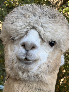 Honeycreek Farm Logo