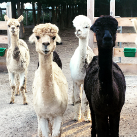 Hope Alpaca Farm Logo