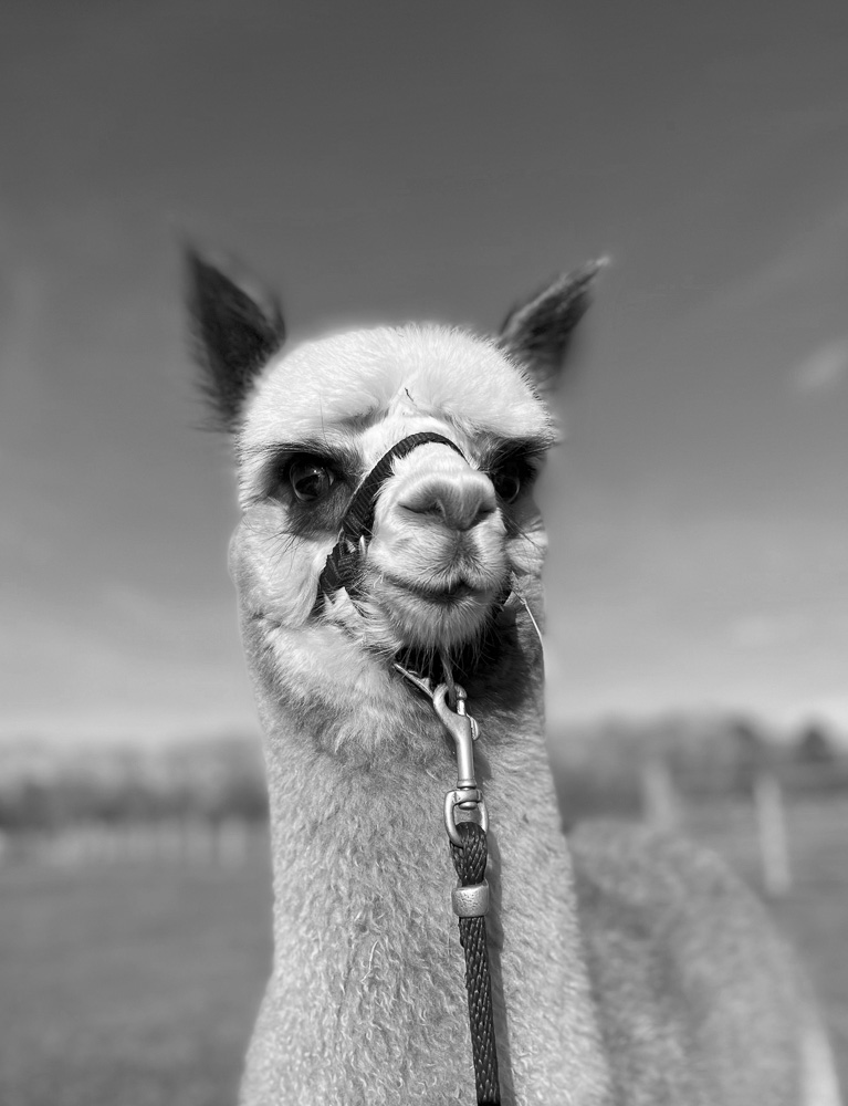 REMINGTON READY FOR TRAINING