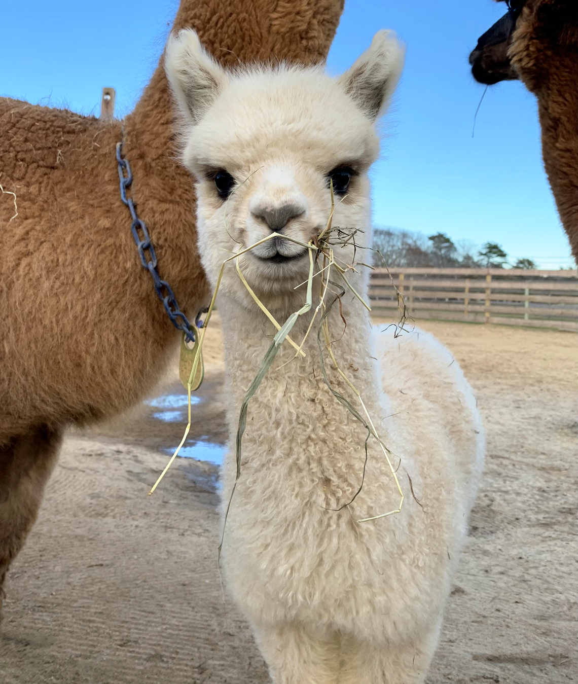How to Feed Alpacas Based on Life Stage Needs