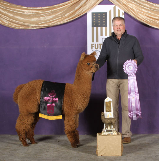 IRISH MEADOWS' Fancy Like