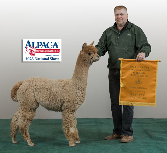 IRISH MEADOWS' Sunburst