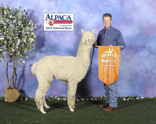 IRISH MEADOWS' Vortex