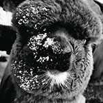 Junior • Black and White