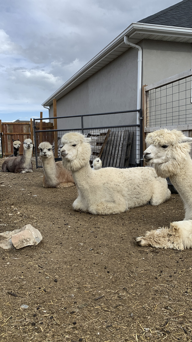 I got my alpacas in a row