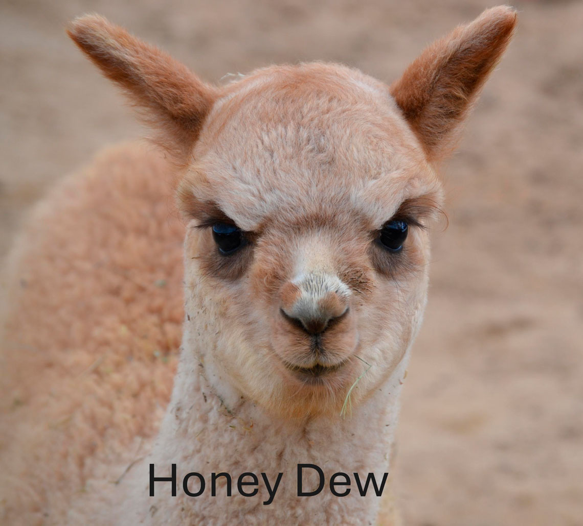 Honey Dew is a young male cria born in September 2024