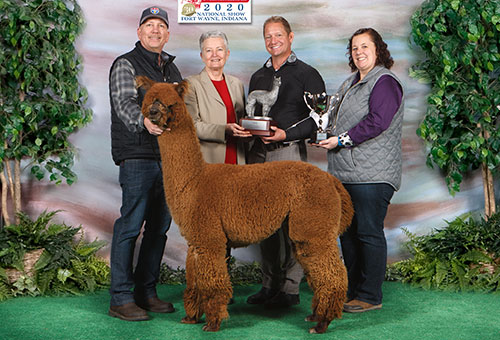 LibertyAlpacas Manifest-Destiny