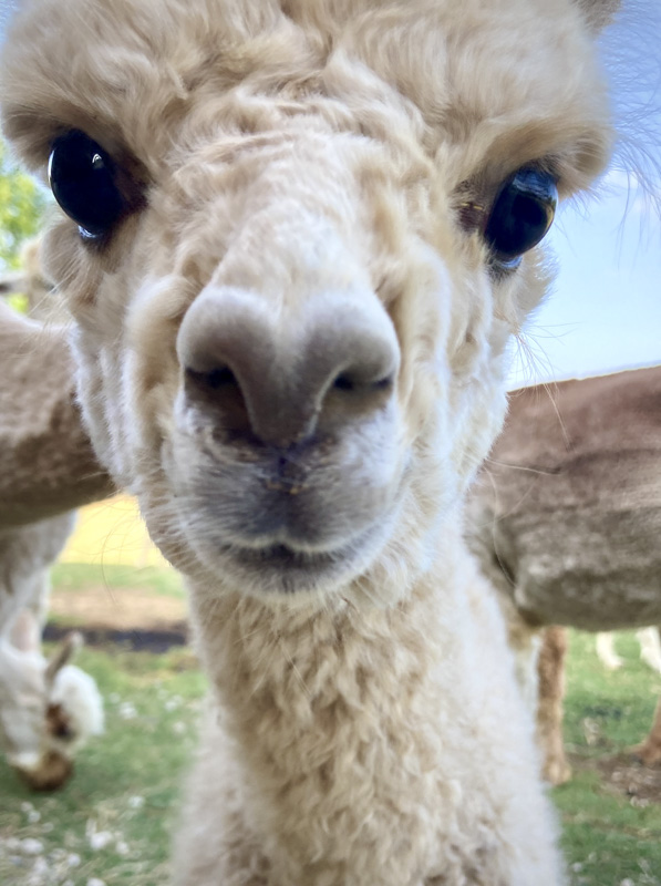 I wear my heart on my nose