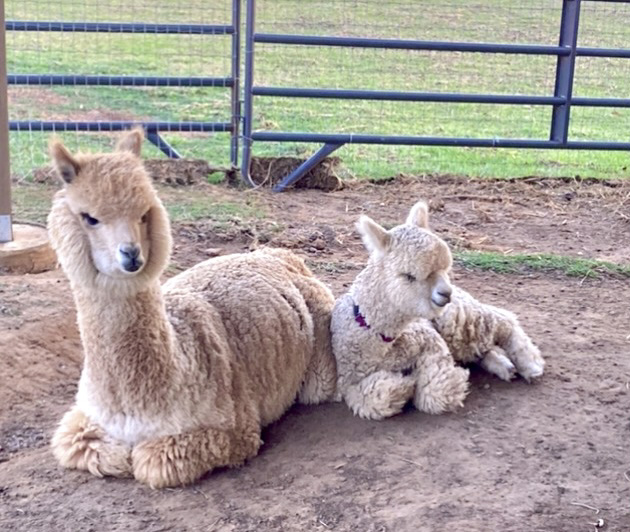 It's nice to have a friend to lean on