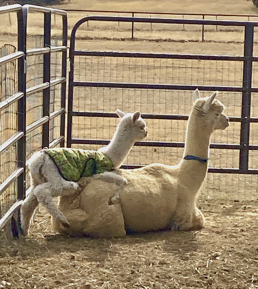 Come on mom, let's play!