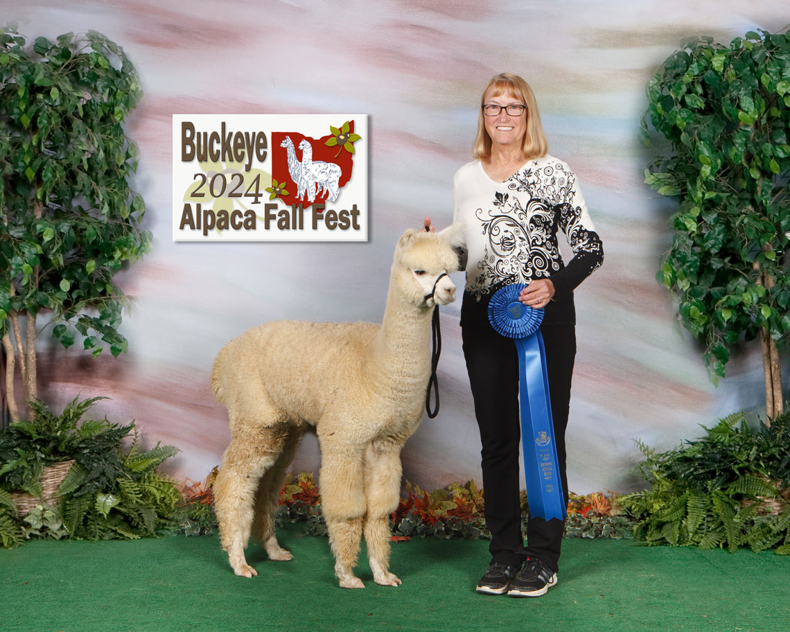 white breeding alpaca receiving a blue ribbon in competition