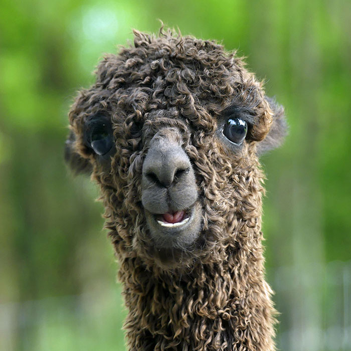 close-up of a suri cria