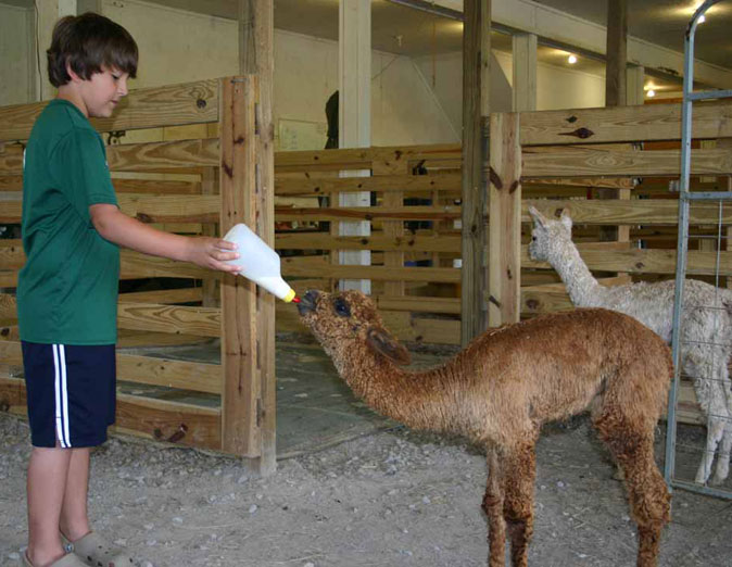 Long Hollow Suri Alpacas